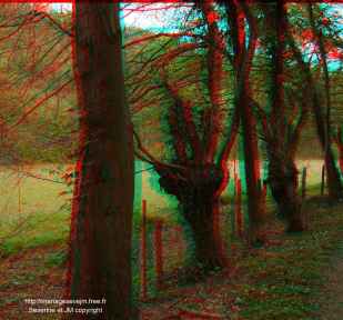 http://mariagesevejm.free.fr/arbre3D.jpg